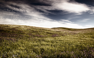 Image showing Green meadow