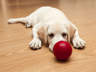 Image showing Labrador Puppy playing