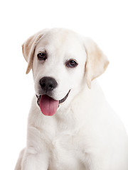 Image showing Labrador puppy