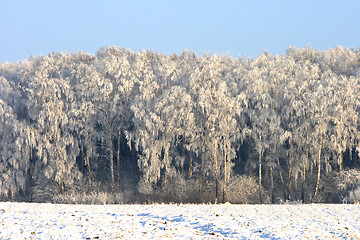 Image showing Winter Landscape