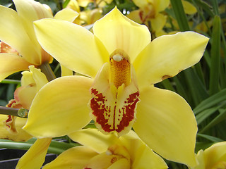 Image showing orchid