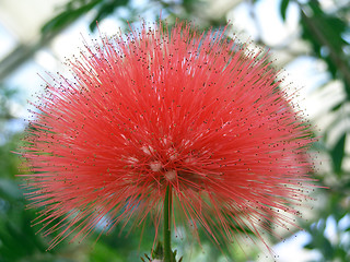 Image showing Calliandra haematocephala. 