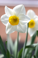 Image showing Narcissus