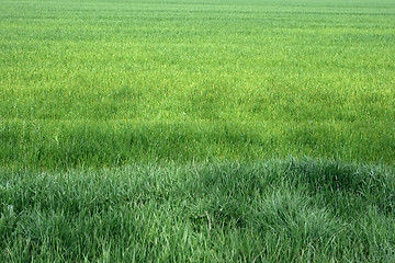 Image showing Green field