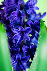 Image showing blue hyacinth 