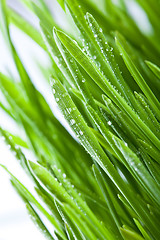 Image showing wet green grass