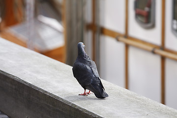 Image showing Pigeon