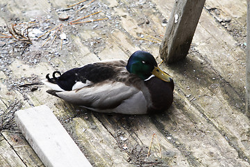 Image showing Duck