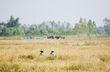 Image showing Two farmers harvesting rice by hand