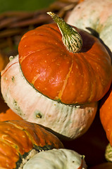 Image showing Pumpkins