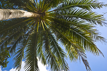 Image showing Palm tree