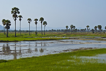 Image showing Rice fields