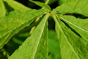 Image showing Leaf of a chestnut