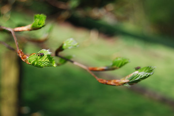 Image showing New leaves