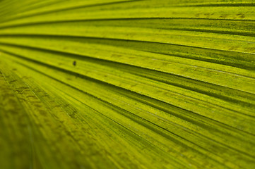 Image showing Macro of a leaf