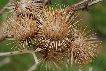 Image showing Thistles