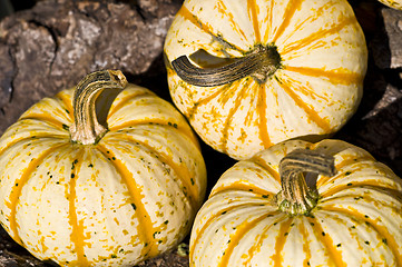 Image showing Pumpkins