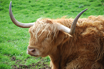 Image showing Highland bull