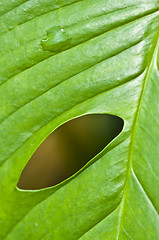 Image showing Macro of a leaf