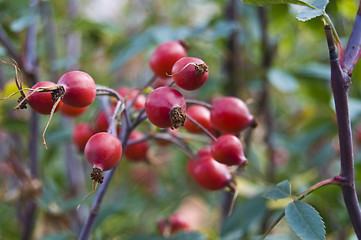 Image showing Rose hip