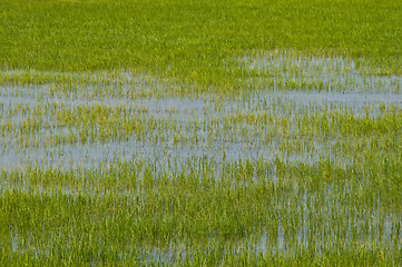Image showing Rice fields