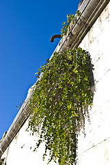 Image showing Ivy