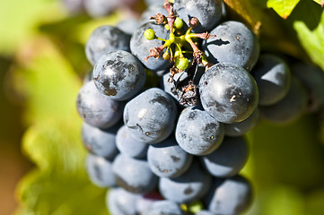 Image showing Grapes