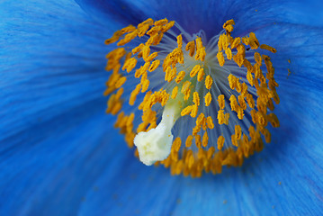 Image showing Blue poppy