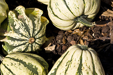 Image showing Pumpkins