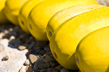 Image showing Pumpkins