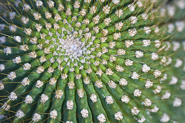 Image showing Cactus