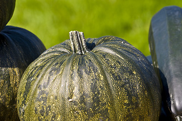 Image showing Pumpkins