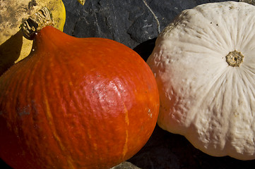 Image showing Pumpkins