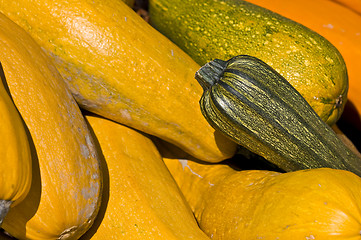 Image showing Pumpkins