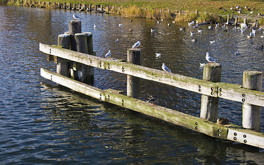 Image showing Seagulls