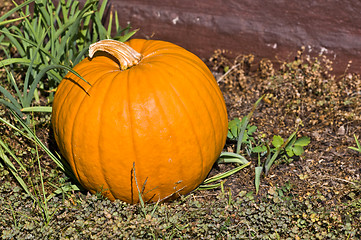 Image showing Pumpkin