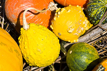 Image showing Pumpkins