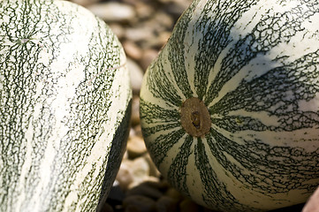 Image showing Pumpkins