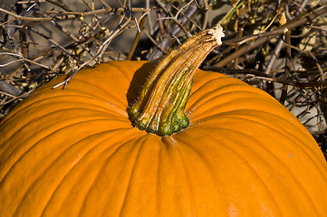 Image showing Pumpkin