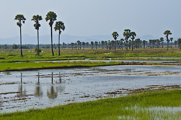 Image showing Rice fields