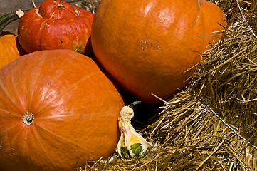 Image showing Pumpkins