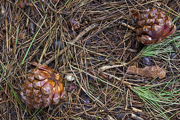 Image showing Fir cone