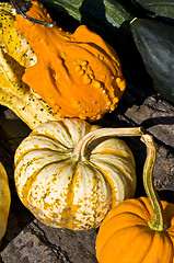 Image showing Pumpkins