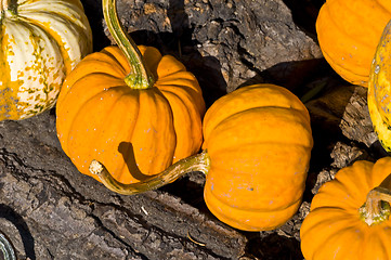 Image showing Pumpkins