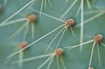 Image showing Cactus