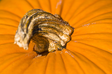 Image showing Pumpkin