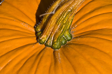 Image showing Pumpkin