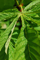 Image showing Leaf of a chestnut