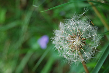 Image showing Dandelion