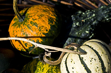 Image showing Pumpkins